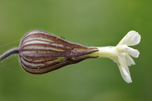 Blogue_macro8_2016.jpg