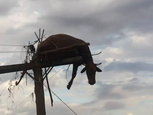 vacas vos.jpg