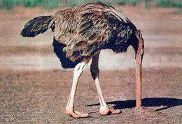 ostrich-large.jpg ostrich-large.jpg