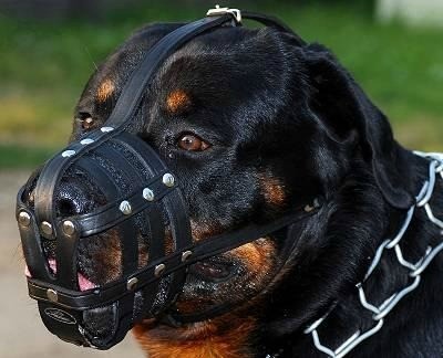 foto-rottweiler-4.jpg foto-rottweiler-4.jpg