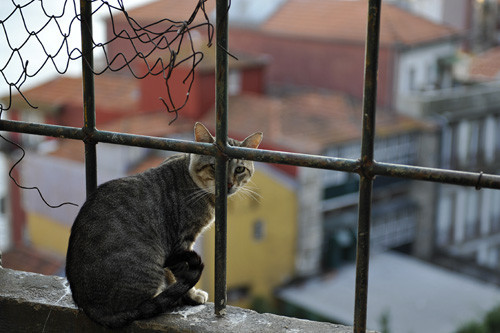 Blogue_gato_Porto2009.jpg