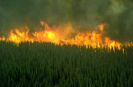 As%20Alterações%20Climáticas%20e%20os%20Fogos%2