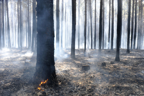 7-incendioMS82-1000px[1].jpg