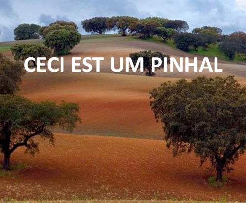 PINHAL.png