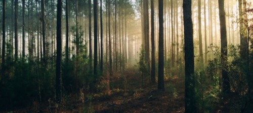 FOREST-101[1].jpg