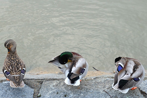 Blogue_p_X20_Afurada2014.jpg