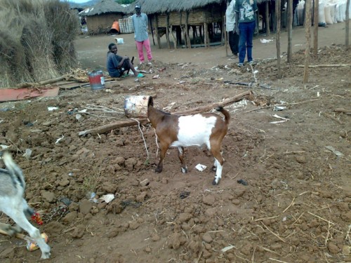 cabrito.jpg