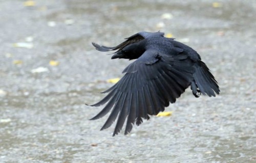 crow-Getty.jpg