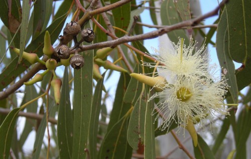 1200px-Eucalyptus_tereticornis_flowers,_capsules,_ 1200px-Eucalyptus_tereticornis_flowers,_capsules,_