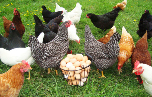galline-ovaiole-696x445.jpg galline-ovaiole-696x445.jpg