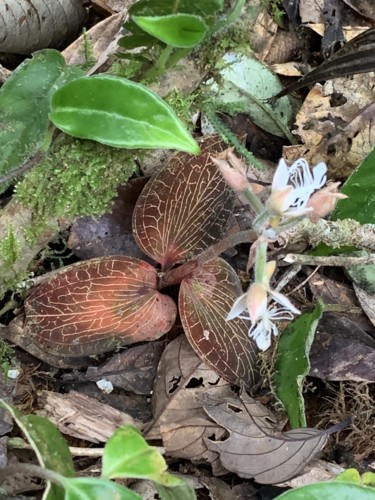 Flores 3.jpg Flores 3.jpg