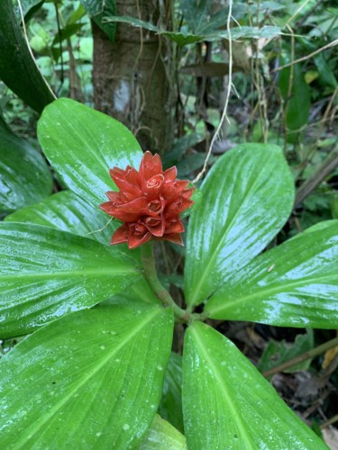 Flor 1.jpg Flor 1.jpg