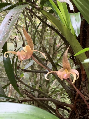 Orquideas 1.jpg Orquideas 1.jpg