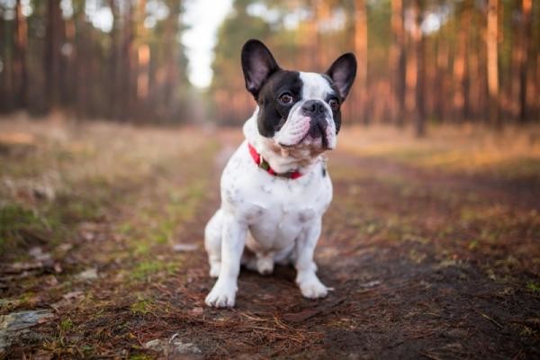 el_sindrome_del_perro_braquiocefalico_23081_0_600.