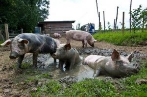 pigs-in-mud.jpg pigs-in-mud.jpg