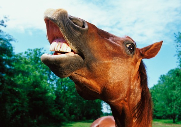 equine-15-saunders-dentistry-feature-image-01-610x