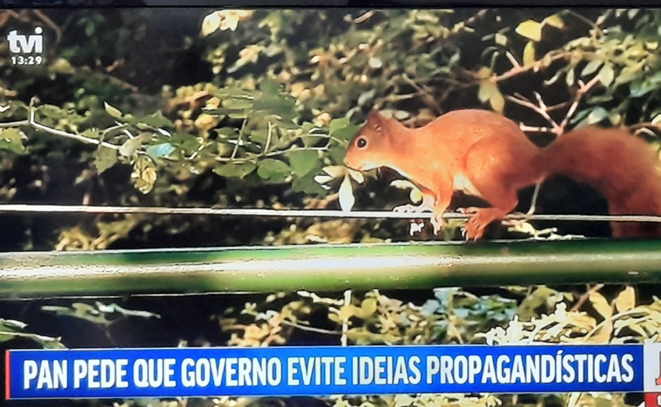PAN campanha.jpg