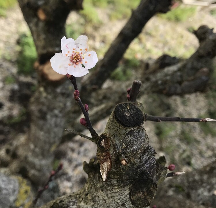 flor.jpg