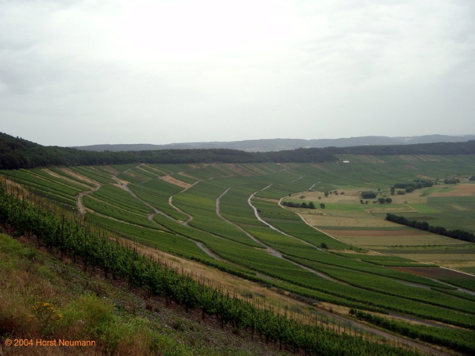 I-Im Weinberg-001.JPG