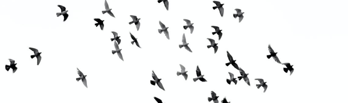 mehdi-sepehri-unsplash.jpg