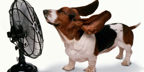 Cão e ventoinha
