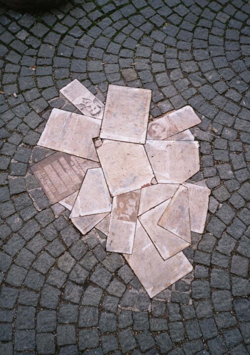 Weiße Rose.jpg