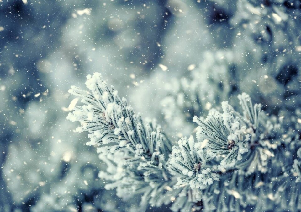 neve.jpeg