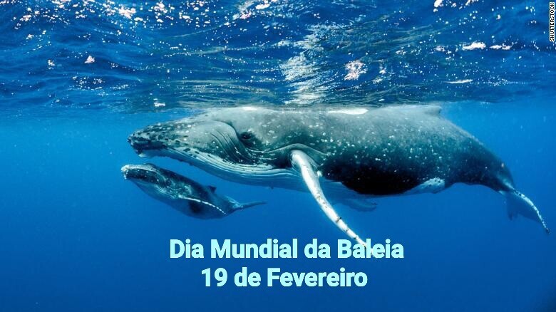 baleia.jpeg