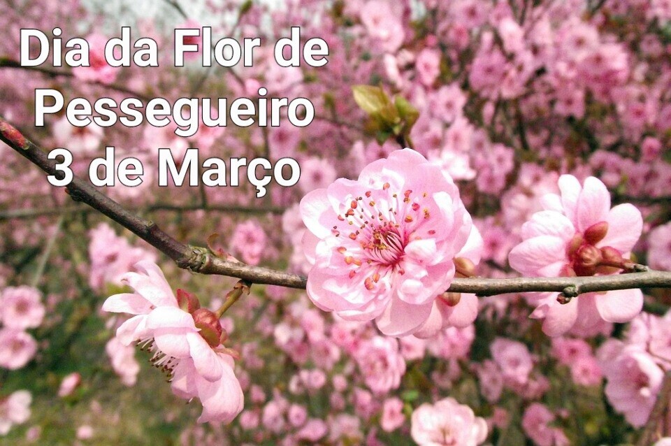 pessegueiro.jpeg