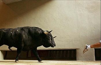 bull[1].jpg