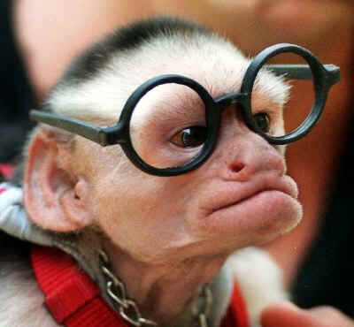 monkey_glasses[1].jpg