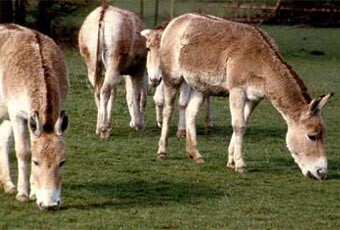 asno-selvagem-asiatico[1].jpg
