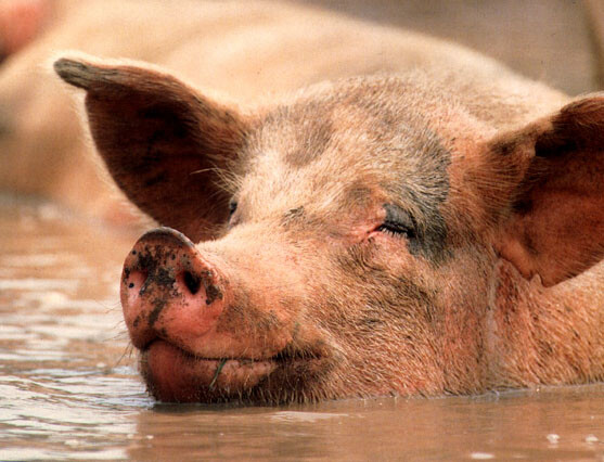 pig[1].jpg