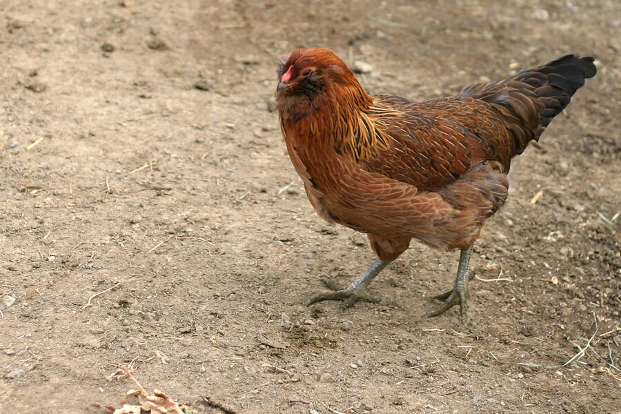 hen[1].jpg