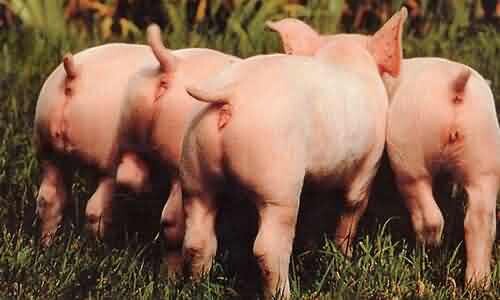 cochons[1].jpg