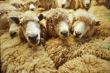 Sheep[1].jpg