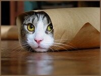 gato[1].jpg