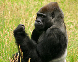 california-san-francisco-zoo[1].jpg