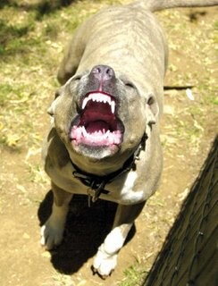 Pitbull-[1] (1).jpg