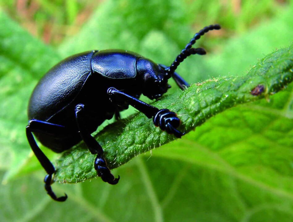 beetle.jpg