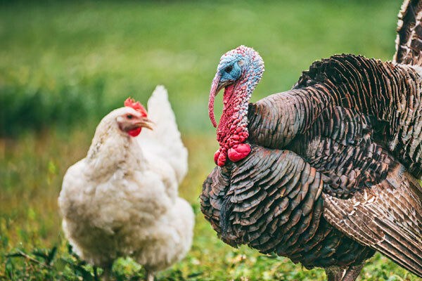 turkeys-and-chickens-living-together-1.jpg