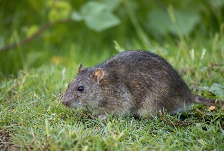 ratazana.jpg