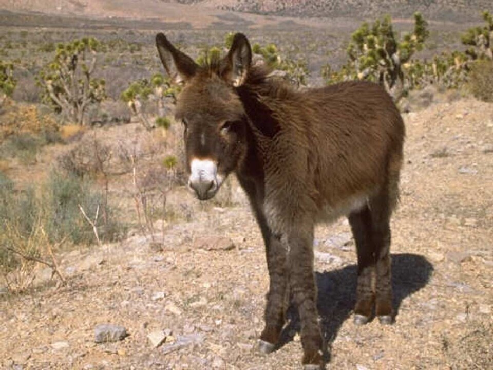 burro.jpeg